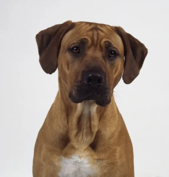 Rhodesian Ridgeback dog, head and shoulders, looking at camera