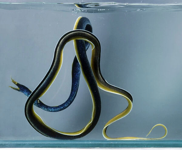 Ribbon eel (Rhinomuraena amboinensis) curled up underwater, side view