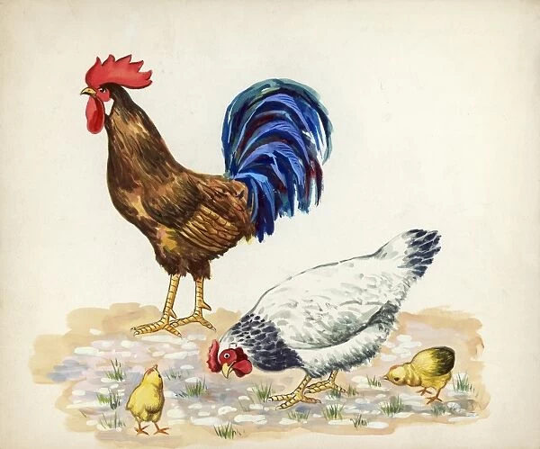 Rooster, hen and chicks Gallus gallus, illustration