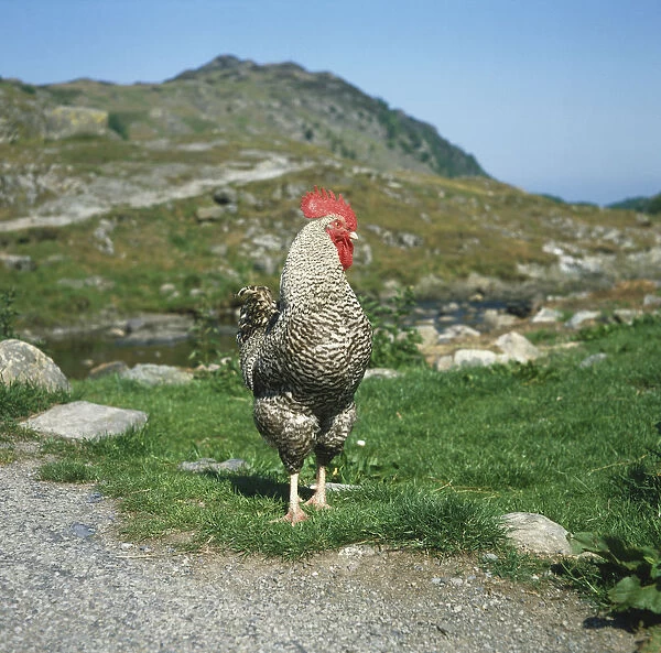 Rooster standing next to road with rocky landscape in background