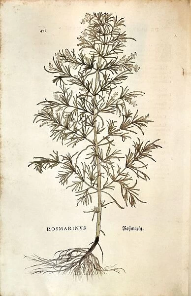 Rosemary, Rosmarinus Officinalis (Rosmarinus). Colored engraving, 1542