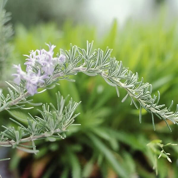 Rosmarinus officinalis Prostratus Group (Rosemary), small, pastel blue flowers and needle-like green leaves