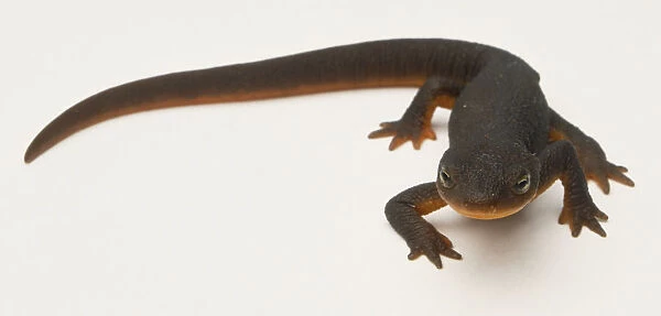 A salamander