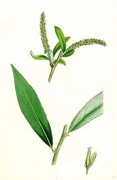 Salix alba, var. coerulea, Blue Willow