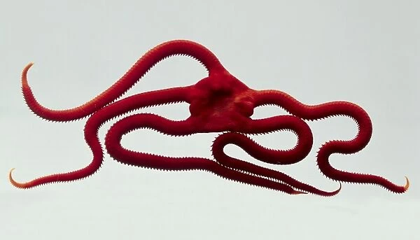 The scarlet serpent brittle star is a predator which eats mussels and other shelled fish by grasping and opening with its strong arms and turning its stomach inside out to digest the animal inside