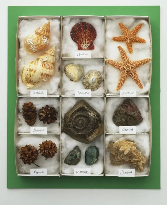Framed Print : Sea Shells Print, Tray View Framed Print : Sea Shells Print, Tray View