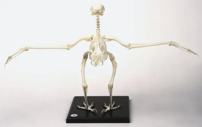 Framed Print : Buzzard Skeleton Print with Outstretched Wings