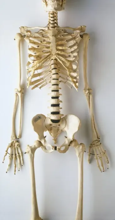 Framed Print : Front View Human Skeleton Print Framed Print : Front View Human Skeleton Print