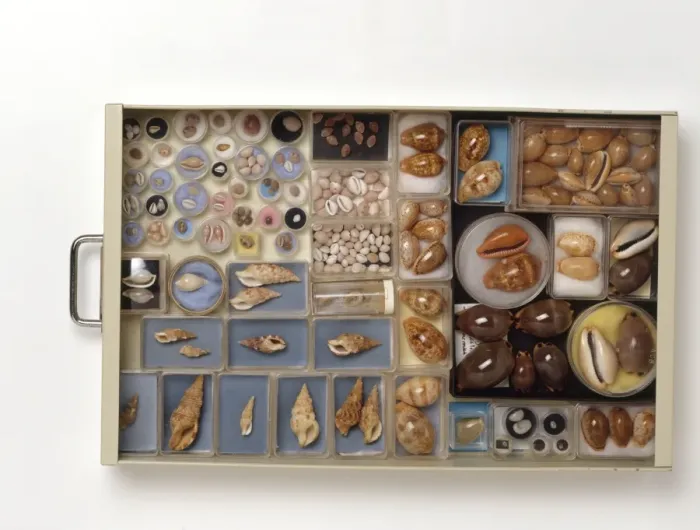 Framed Print : Large Collection of Shells Print Framed Print : Large Collection of Shells Print