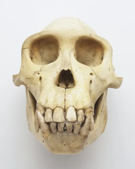 Framed Print : Skull Print of a Chimpanzee, Front View Framed Print : Skull Print of a Chimpanzee, Front View