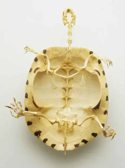 Framed Print : Turtle Skeleton Print: Below-View Studio Shot Framed Print : Turtle Skeleton Print: Below-View Studio Shot