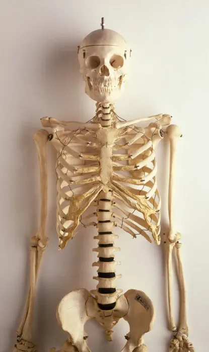 Framed Print : Front View Human Skeleton Print Framed Print : Front View Human Skeleton Print