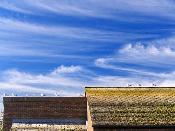 Seagulls perched in a line on rooftops by the Thames