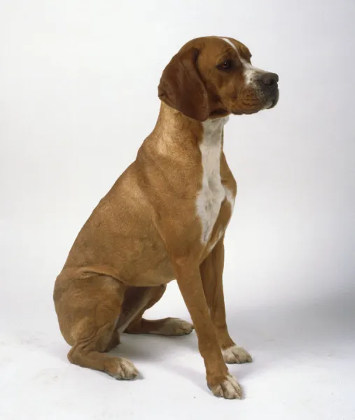 A seated short-haired brown Portuguese pointer with a white patch on its throat and chest, sitting