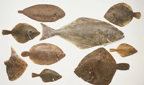 Selection of flat seawater fish, close up