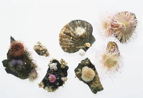 Selection of flower-like Sea Anemones (Actiniaria), view from above