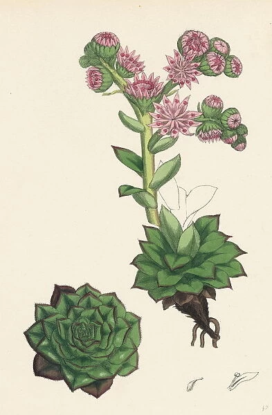 Sempervivum tectorum, Common House-leek