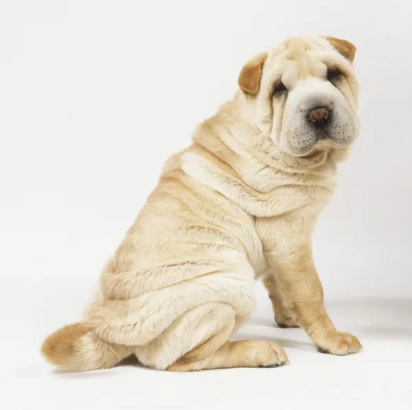 Shar pei puppy (Canis Familiaris)