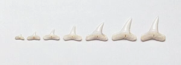 A sharks teeth