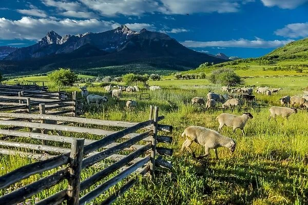 Sheep graze on Hastings Mesa near Ridgway, Colorado from truck