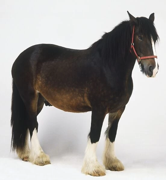 Shire horse (Equus caballus), brown and white draft horse