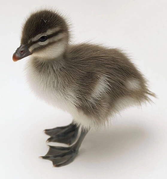 Side, overhead view of a three-day-old Maned duckling with head in profile, down for plumage and webbed feet