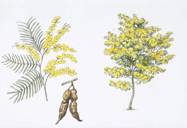 Silver Wattle (Acacia dealbata) plant with flower, leaf, illustration