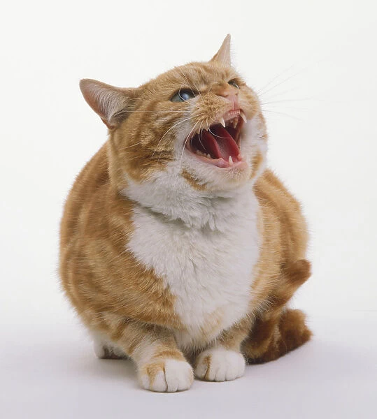 A sitting ginger and white Cat (Felis catus) hissing, front view
