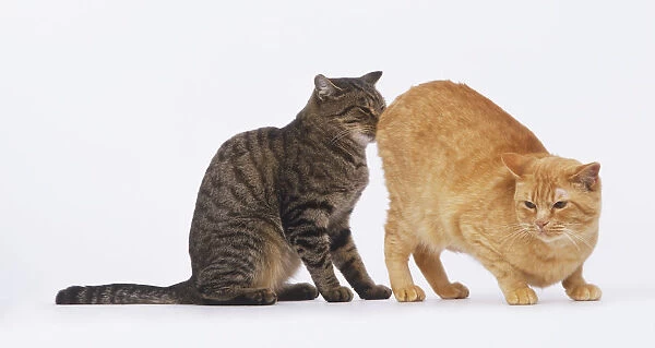 Sitting grey Tabby Cat (Felis sylvestris catus) sniffing the behind of crouching ginger Cat, side view