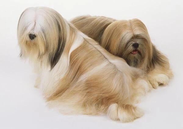 Two sitting Old English Sheepdogs (Canis familiaris), high angle view