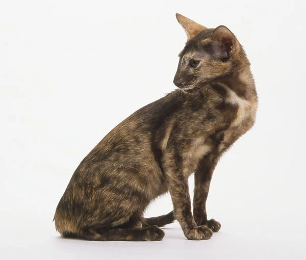 A sitting tortoiseshell Oriental Shorthair Cat (Felis catus), looking over its shoulder, side view