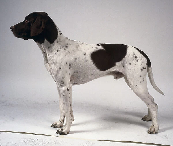 A slender black and white old Danish pointer dog with spotted and speckled flanks, on all fours, side-on