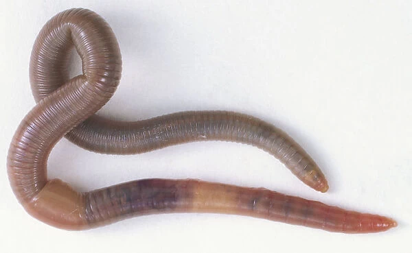 Slithering Earthworm (Annelida), close up