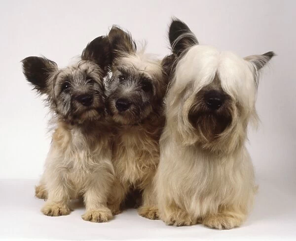 Three small fluffy skye terriers huddle together, two puppies and one adult with a long blond fringe
