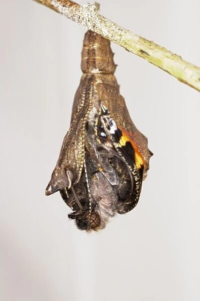 Small tortoiseshell butterfly (Aglais urticae) emerging from cocoon