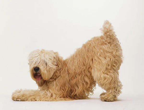 Softcoated Wheaten Terrier (Canis familiaris) standing on hind legs, front legs stretched out to front, head turned towards camera lens, hair covering eyes, side view
