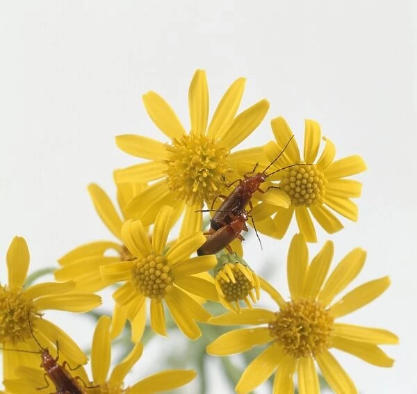 Soldier beetles (Cantharidae) crawling over yellow flower heads of Jacobaea vulgaris (Ragwort), close-up