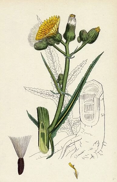 Sonchus palustris, Marsh Sow-thistle