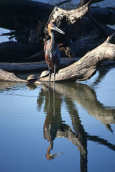 South Africa, Goliath Heron standing in the shallow waters of a watering hole, surrounded by dead tree trunks and branches