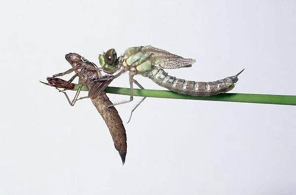 Southern hawker dragonfly (Aeshna cyanea) with nymph skin, on a stem, side view
