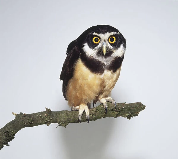 Spectacled Owl (Pulsatrix perspicillata) perching on branch, looking at camera