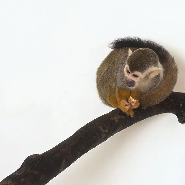 Squirrel Monkey (Saimiri sciureus) sitting on branch eating, front view