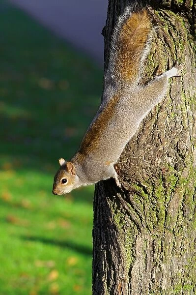 Squirrel. Sciurus Carolinensis. Europe. England. London. St. Jamess Park