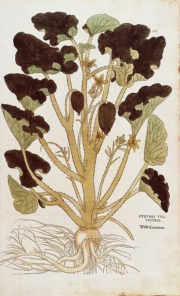 Squirting cucumber - Ecballium elaterium (Cucumis sylvestris) by Leonhart Fuchs from De historia stirpium commentarii insignes (Notable Commentaries on the History of Plants) colored engraving, 1542