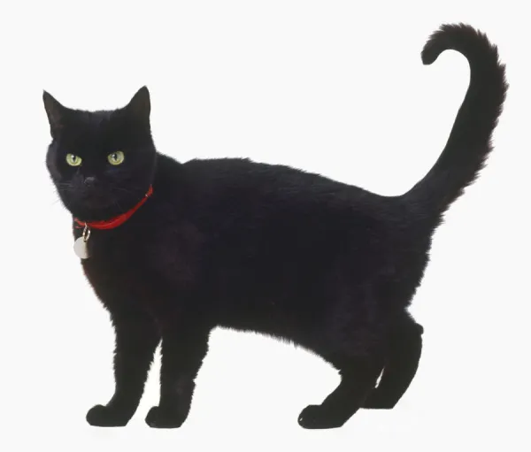 Standing black cat (Felis silvestris catus) wearing a red cat collar, side view