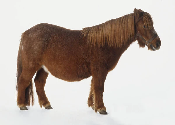 Standing brown Pony (Equus Caballus), side view