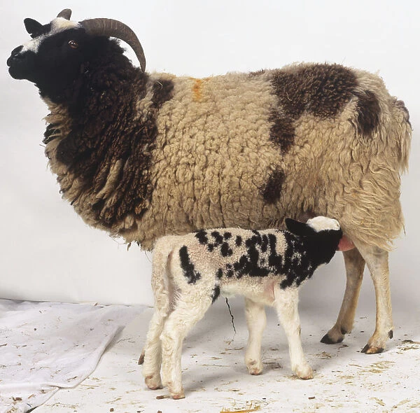 Standing Jacob Sheep (Ovis aries) suckling Lamb, side view