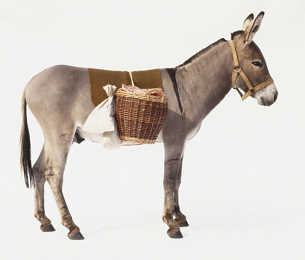Standing Mule (Male Donkey  /  Female Horse Offspring) with wicker baskets hanging over its back, side view