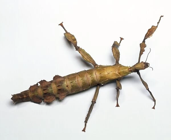 Stick insect with twiggy legs, and hooks on feet enabling it to climb trees, above view