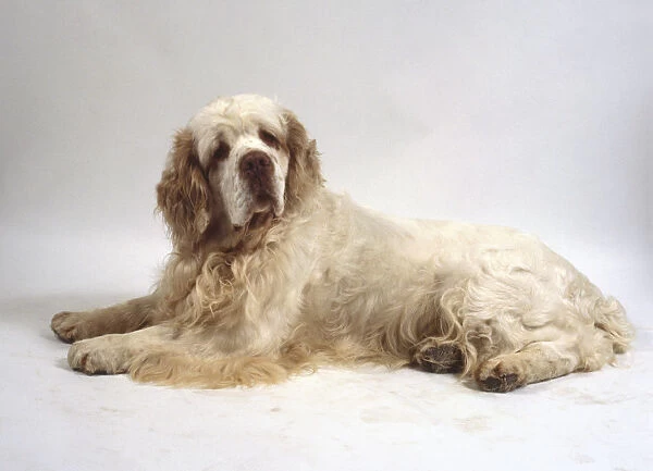 A stocky Clumber spaniel with a thick wavy white coat and brown ears lies on the floor with its forelegs extended